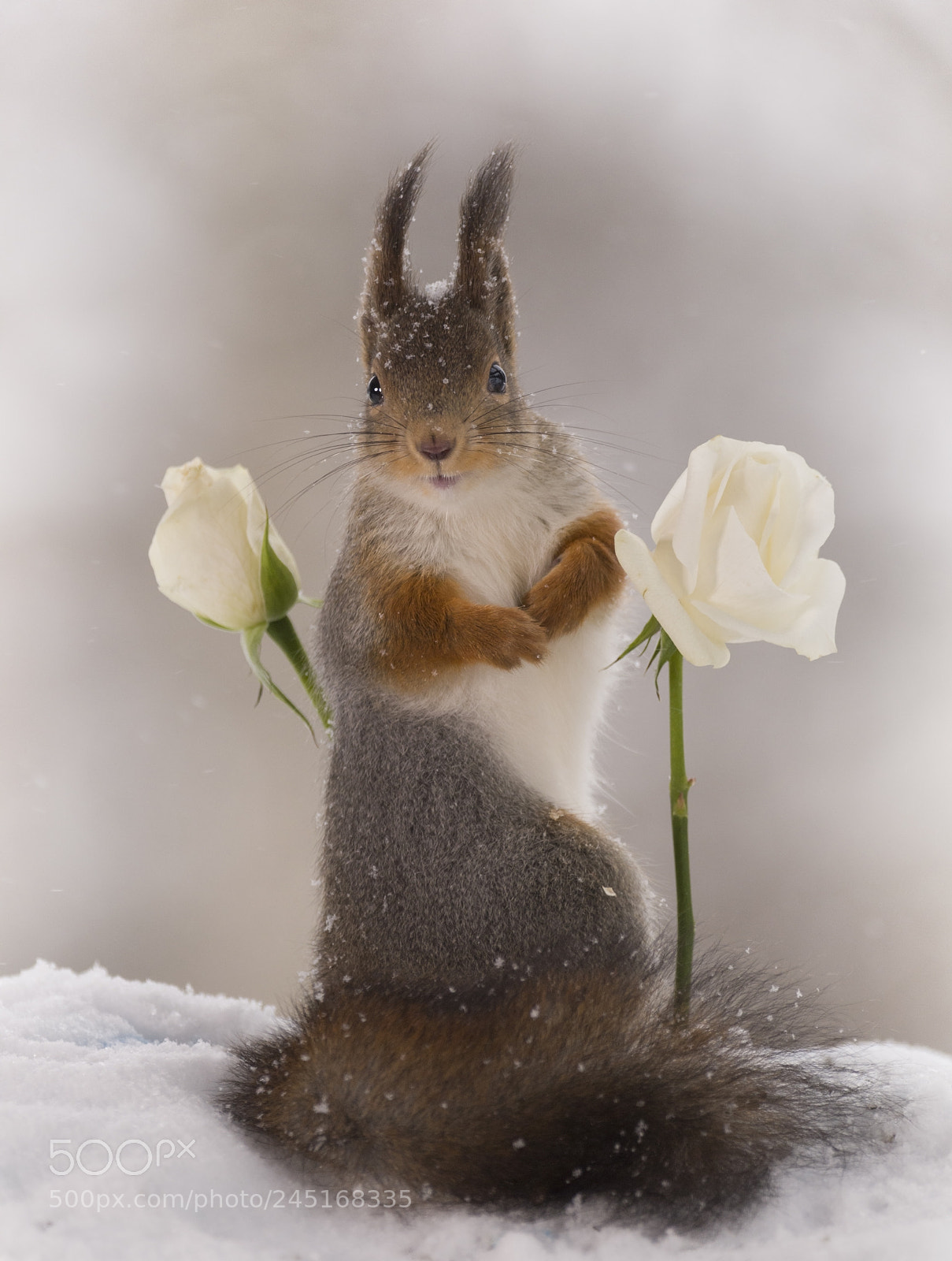 Nikon D810 sample photo. Red squirrel between white photography