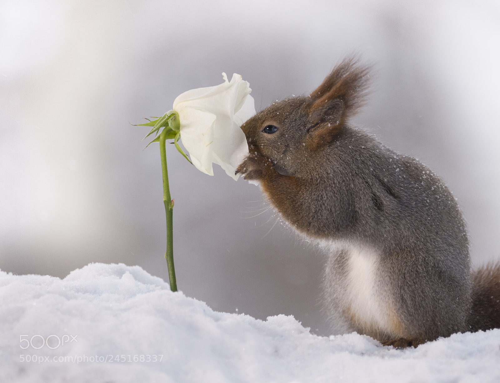 Nikon D810 sample photo. Red squirrel smelling a photography