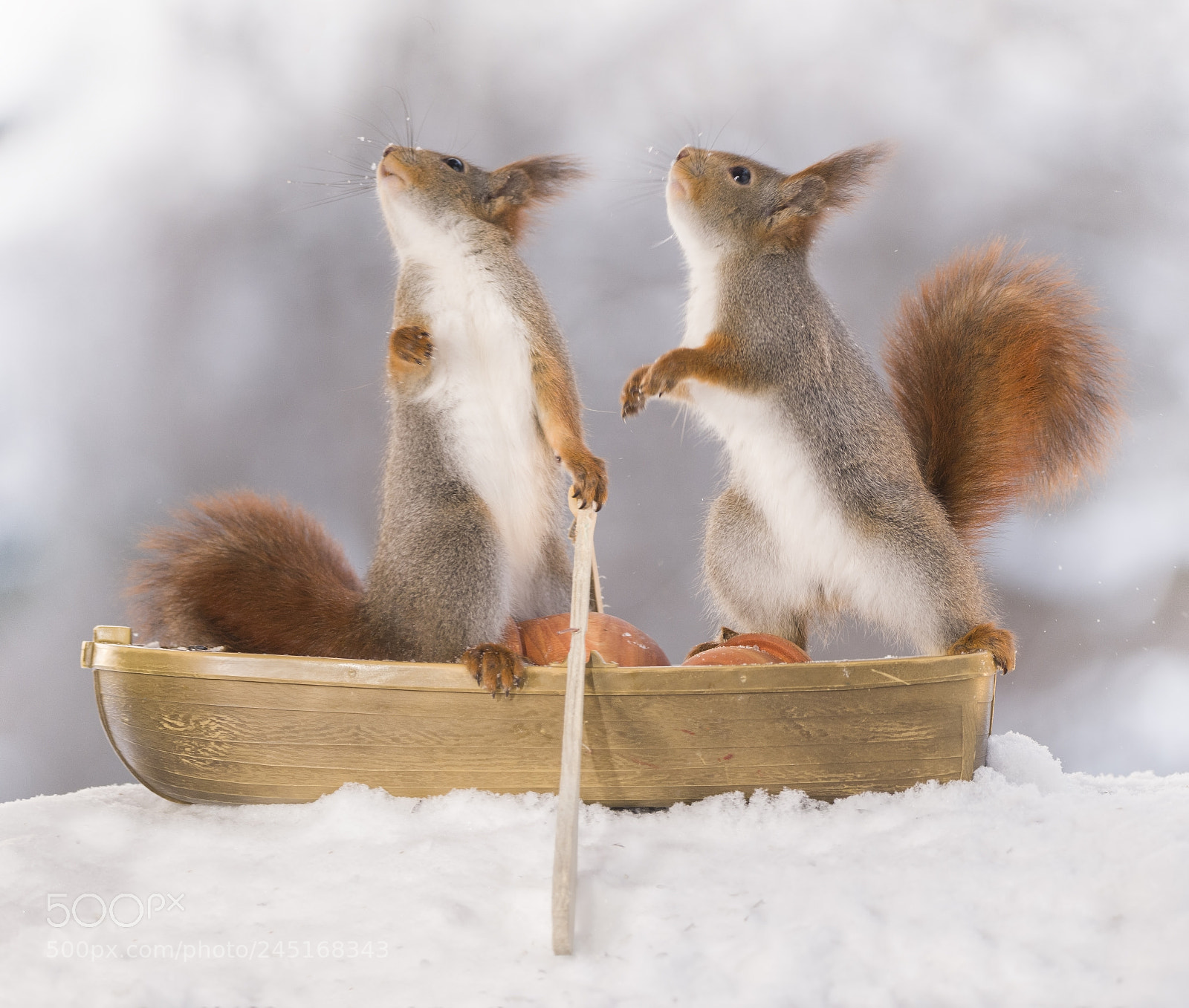 Nikon D810 sample photo. Two red squirrels in photography