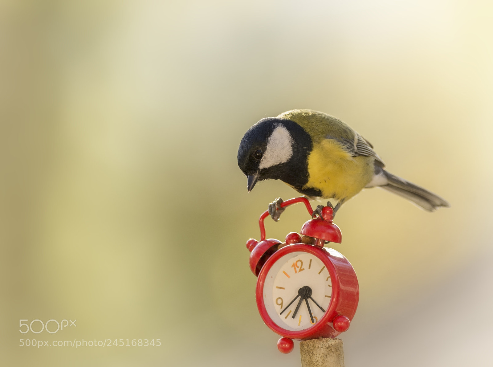 Nikon D7100 sample photo. Great tit standing on photography