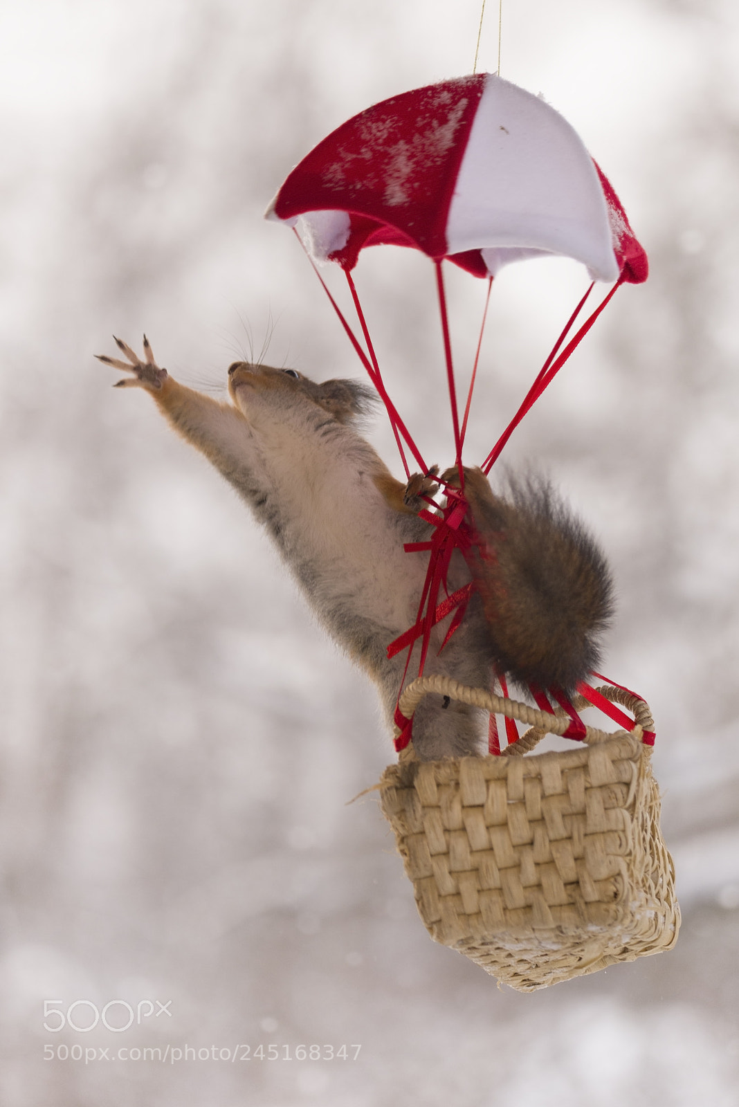 Nikon D810 sample photo. Red squirrel reaches in photography