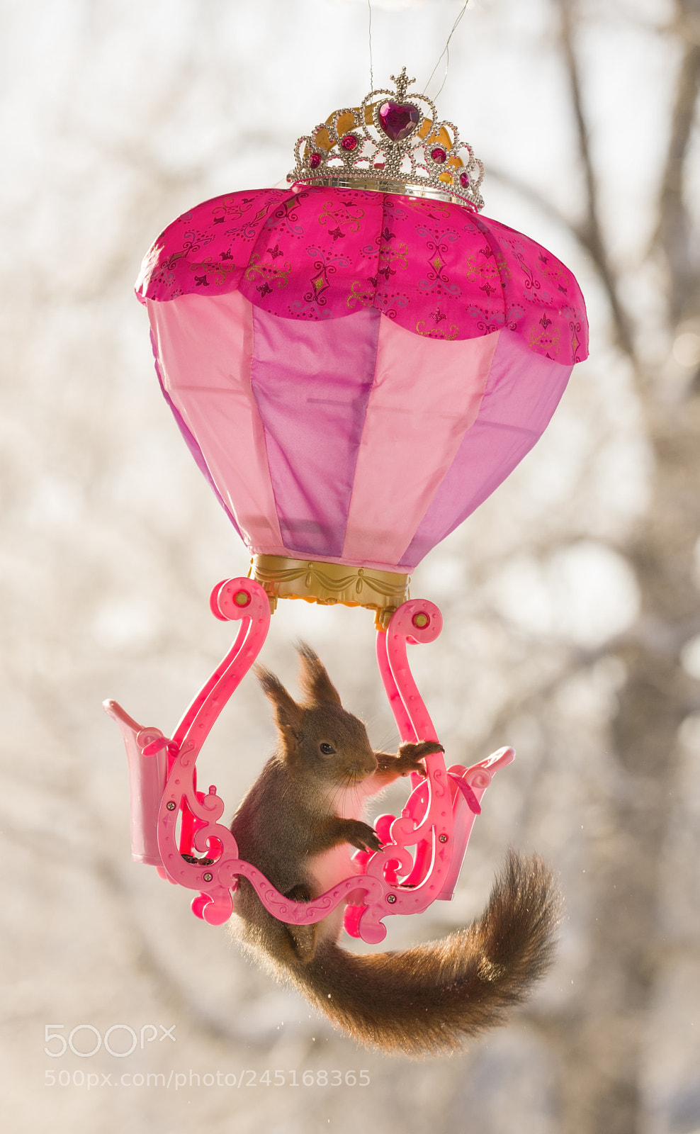 Nikon D810 sample photo. Red squirrel hangs at photography
