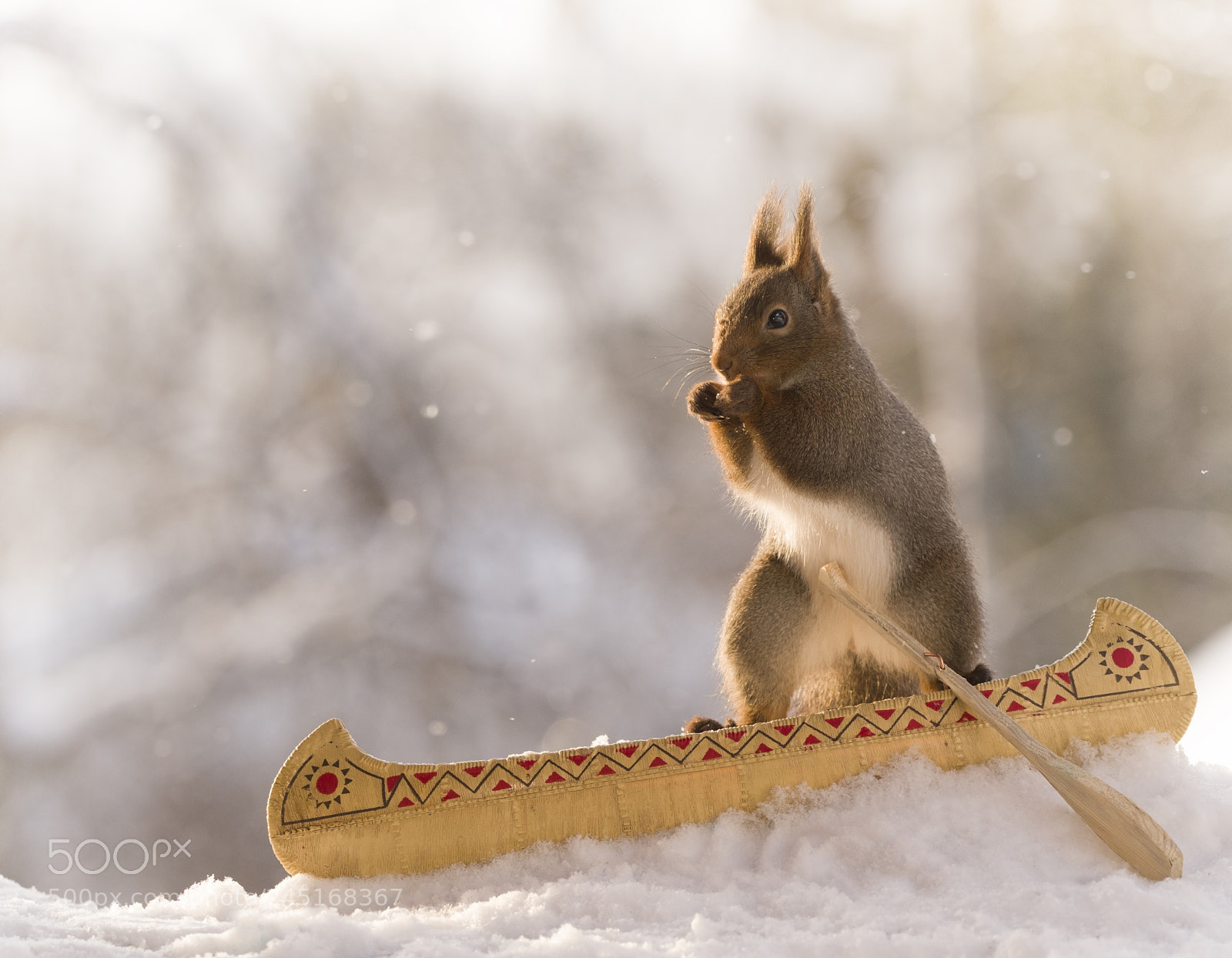 Nikon D810 sample photo. Red squirrel sitting in photography