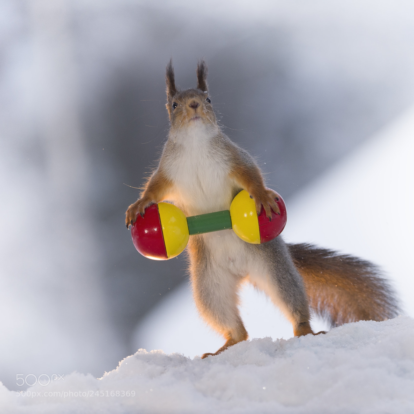 Nikon D810 sample photo. Red squirrel in snow photography