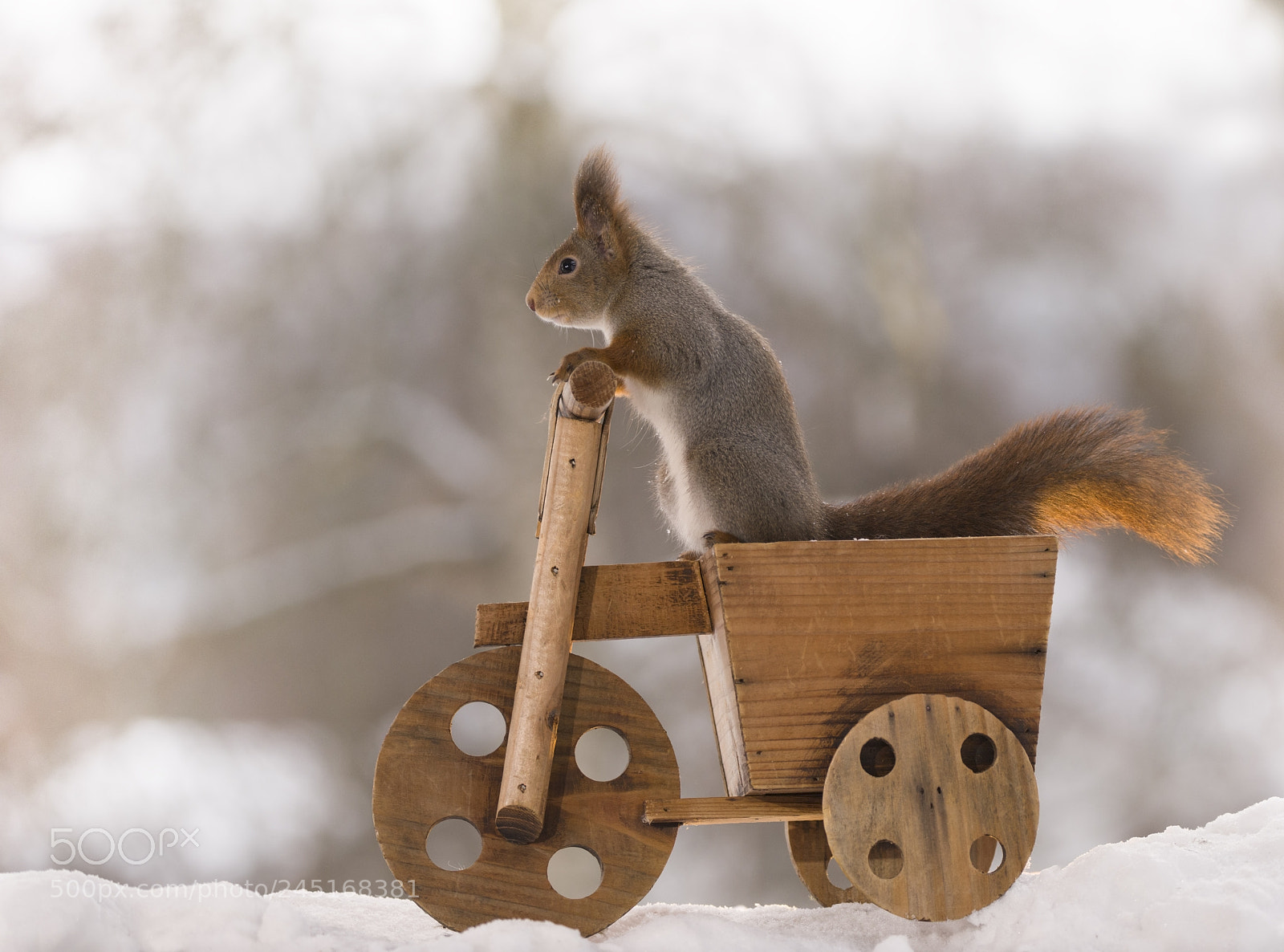 Nikon D810 sample photo. Red squirrel with tree photography