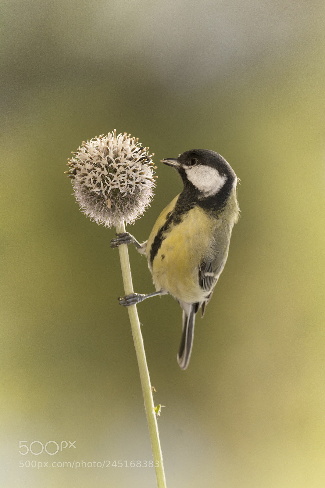 Nikon D7100 sample photo. Great tit holding on photography
