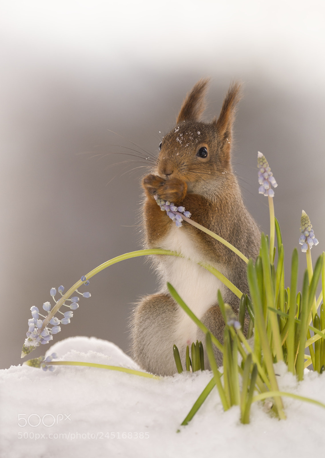 Nikon D810 sample photo. Red squirrel standing behind photography