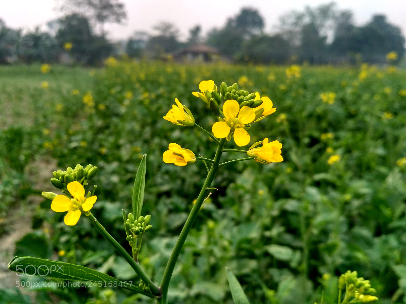 Xiaomi Redmi 3S sample photo. Mustard photography