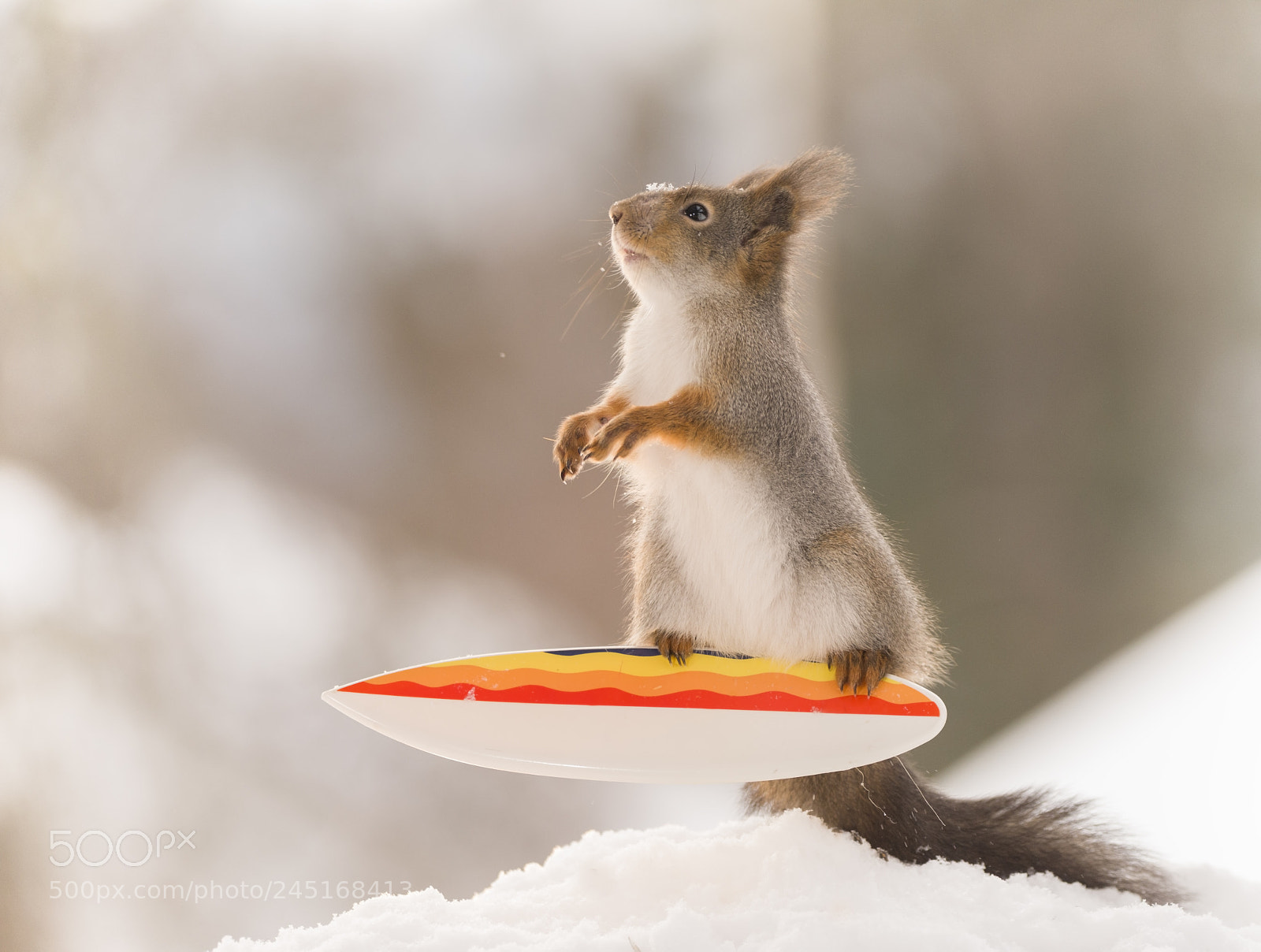 Nikon D810 sample photo. Red squirrel stand and photography