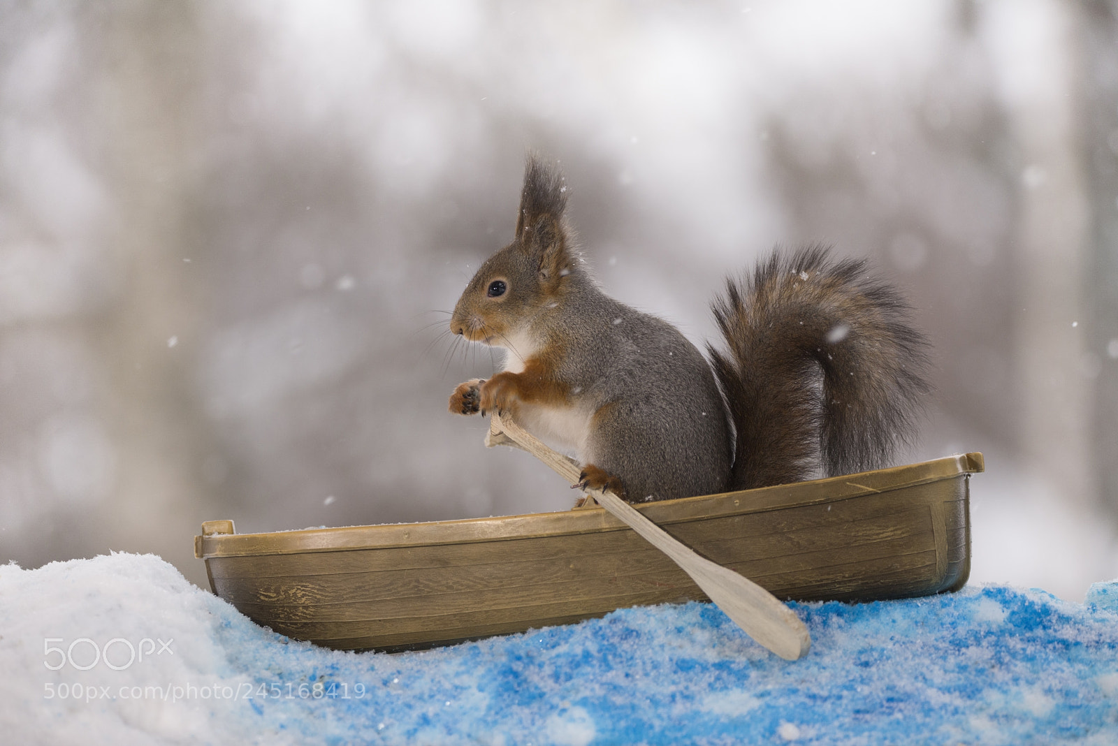 Nikon D810 sample photo. Red squirrel holding a photography