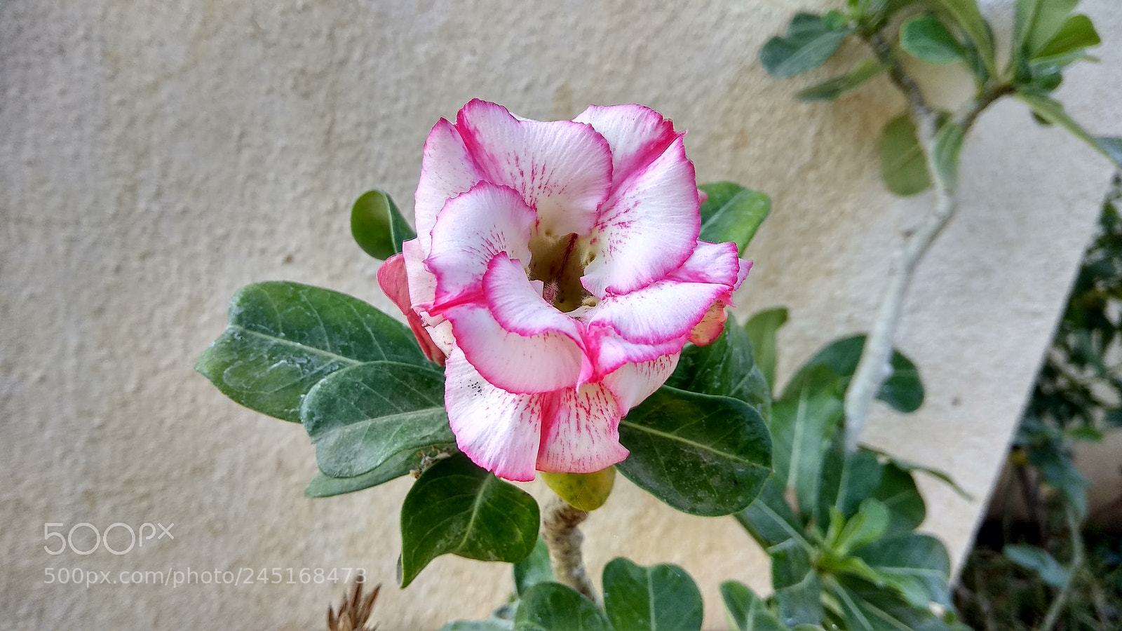 Xiaomi Redmi Note 4 sample photo. Flower photography