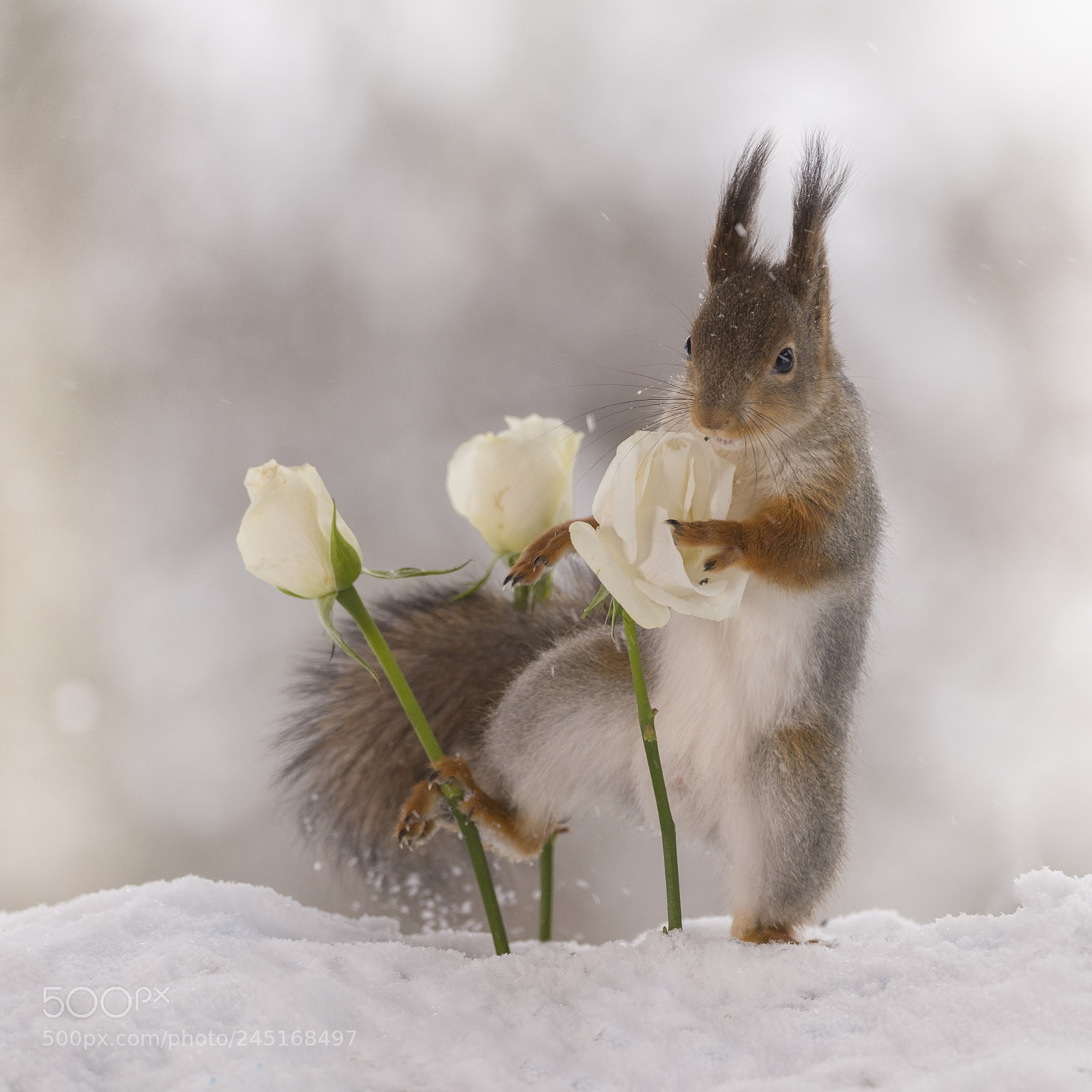 Nikon D810 sample photo. Red squirrel holding a photography