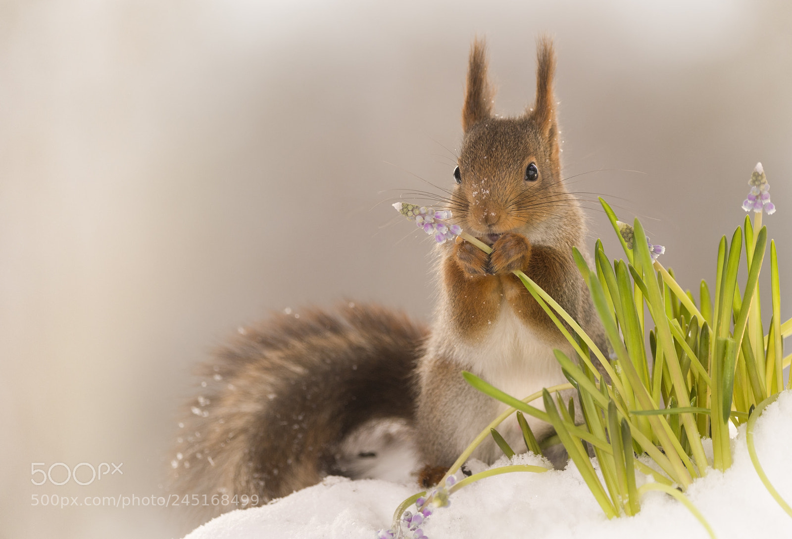 Nikon D810 sample photo. Red squirrel holding a photography