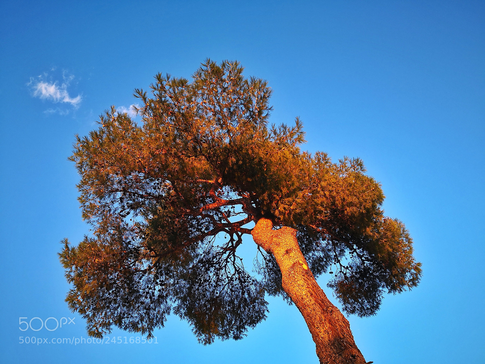 HUAWEI Mate 10 Pro sample photo. Pine tree on the photography