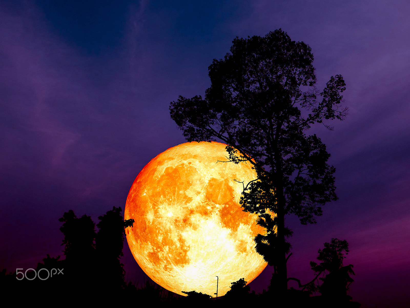 Samsung WB250F/WB251F/WB252F sample photo. Super full blood moon back middle silhouette tree in park photography