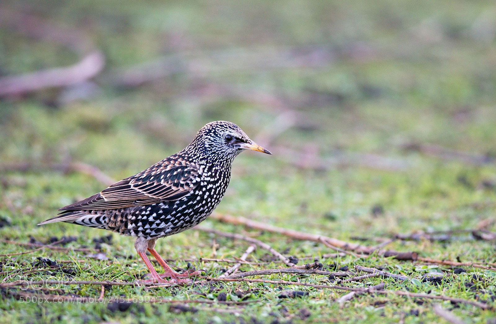 Nikon D610 sample photo. Common starling photography