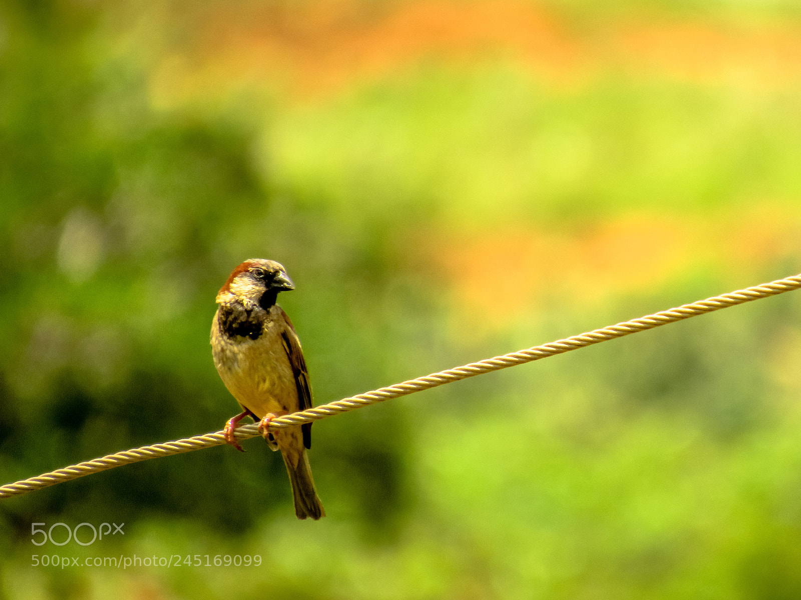 Canon PowerShot SX530 HS sample photo. Sparrow on the wire photography