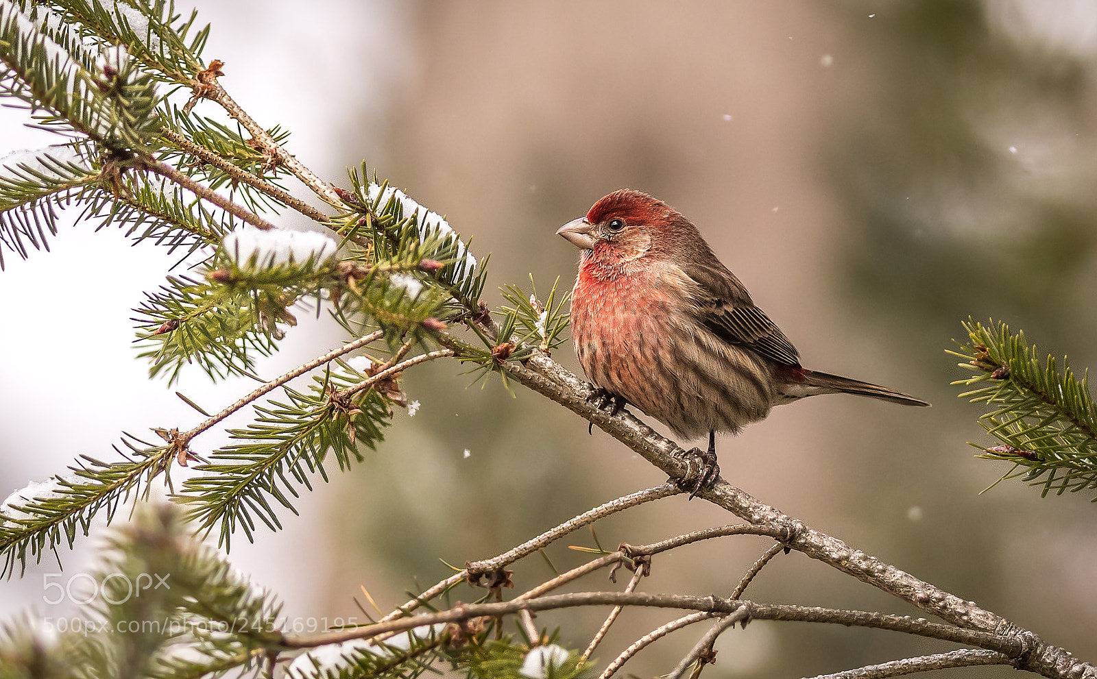 Nikon D500 sample photo. House finch in winter photography