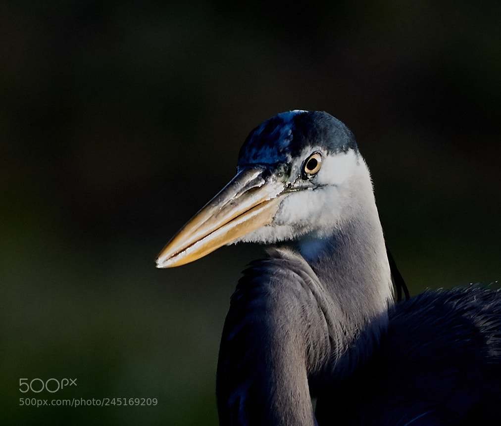 Canon EOS-1D X Mark II sample photo. 02-06-18-0002608.jpg photography