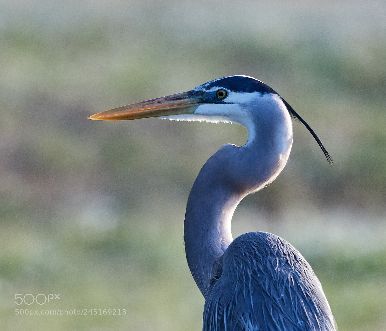 Canon EOS-1D X Mark II sample photo. 02-06-18-0002611.jpg photography