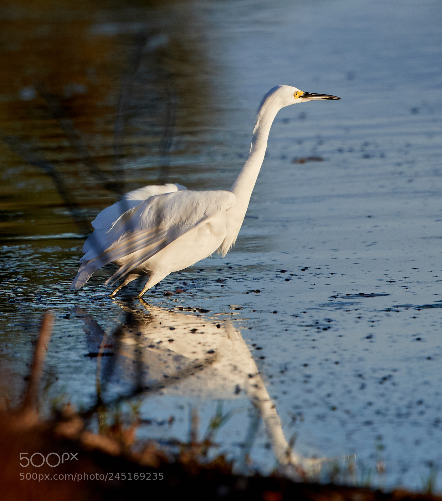 Canon EOS-1D X Mark II sample photo. 02-06-18-0002623.jpg photography