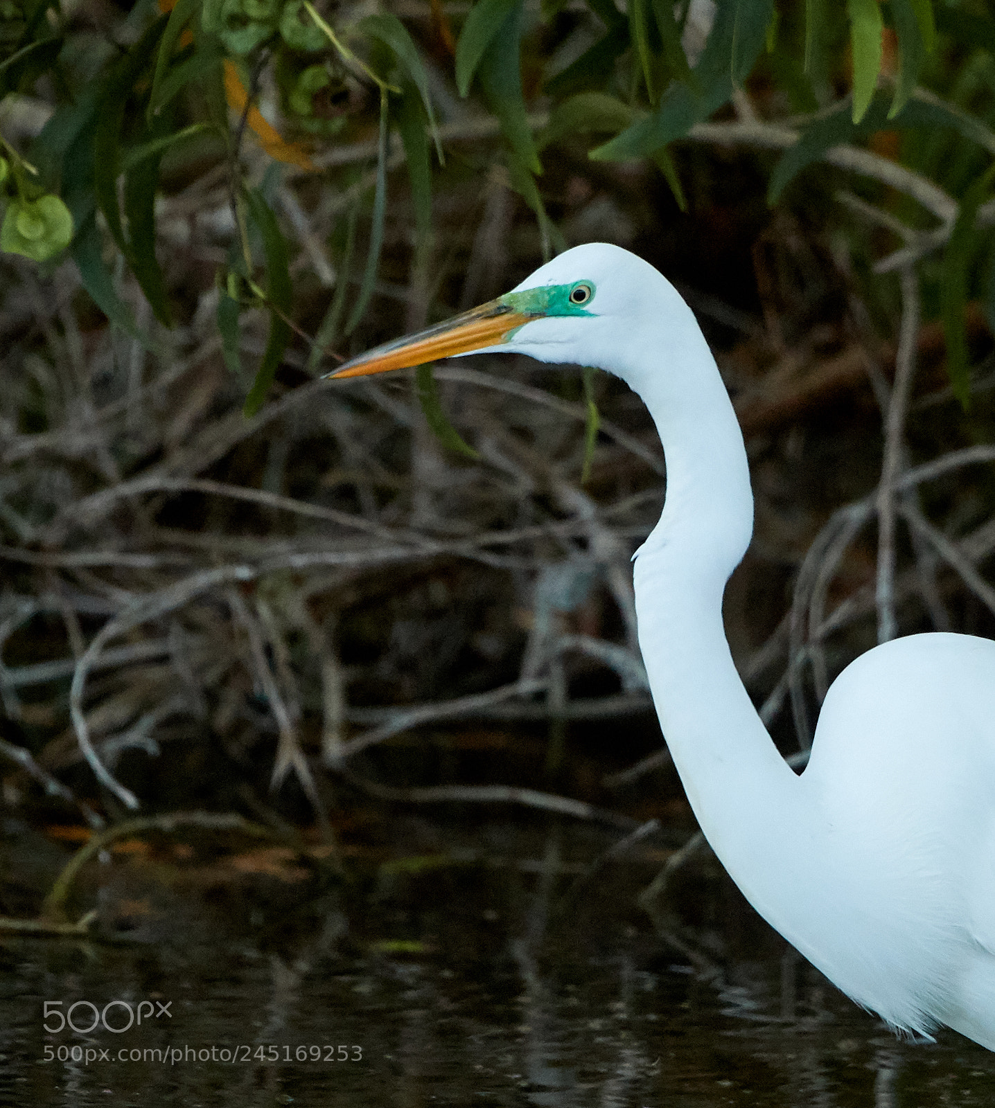 Canon EOS-1D X Mark II sample photo. 02-06-18-0002629.jpg photography
