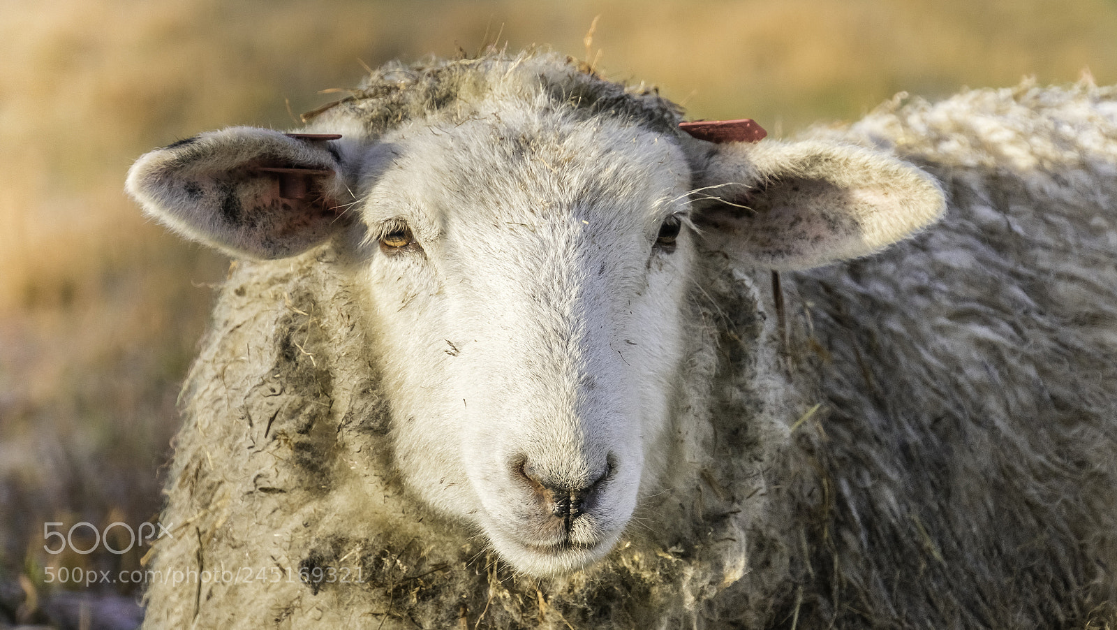 Sony a7R sample photo. Sheep photography