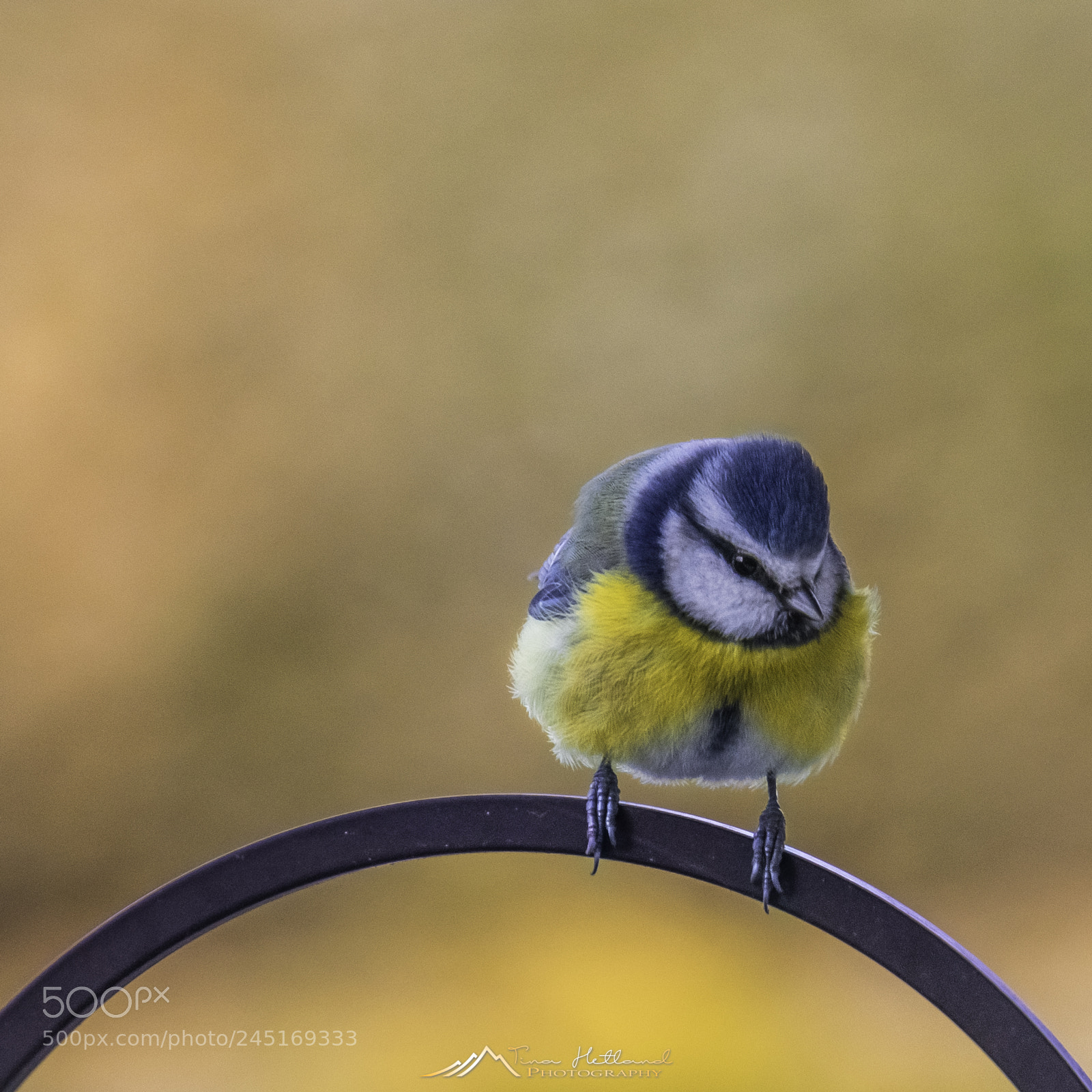 Sony a7R sample photo. Bird photography