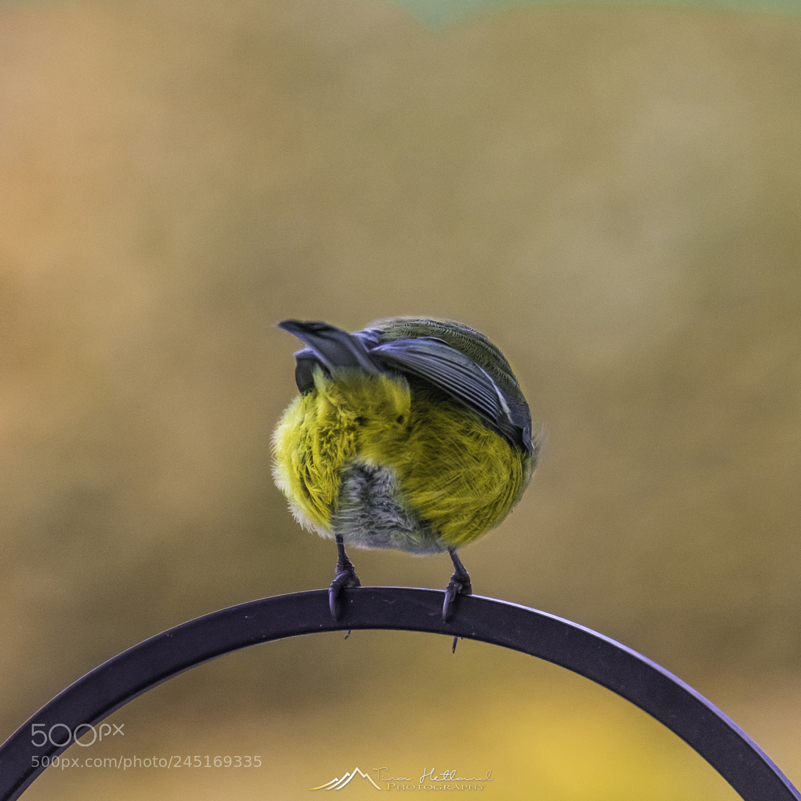 Sony a7R sample photo. Bird photography