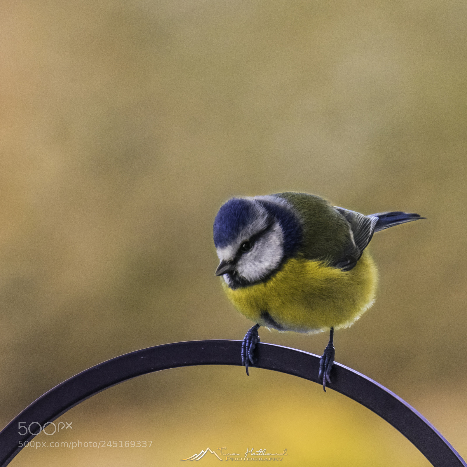 Sony a7R sample photo. Bird photography