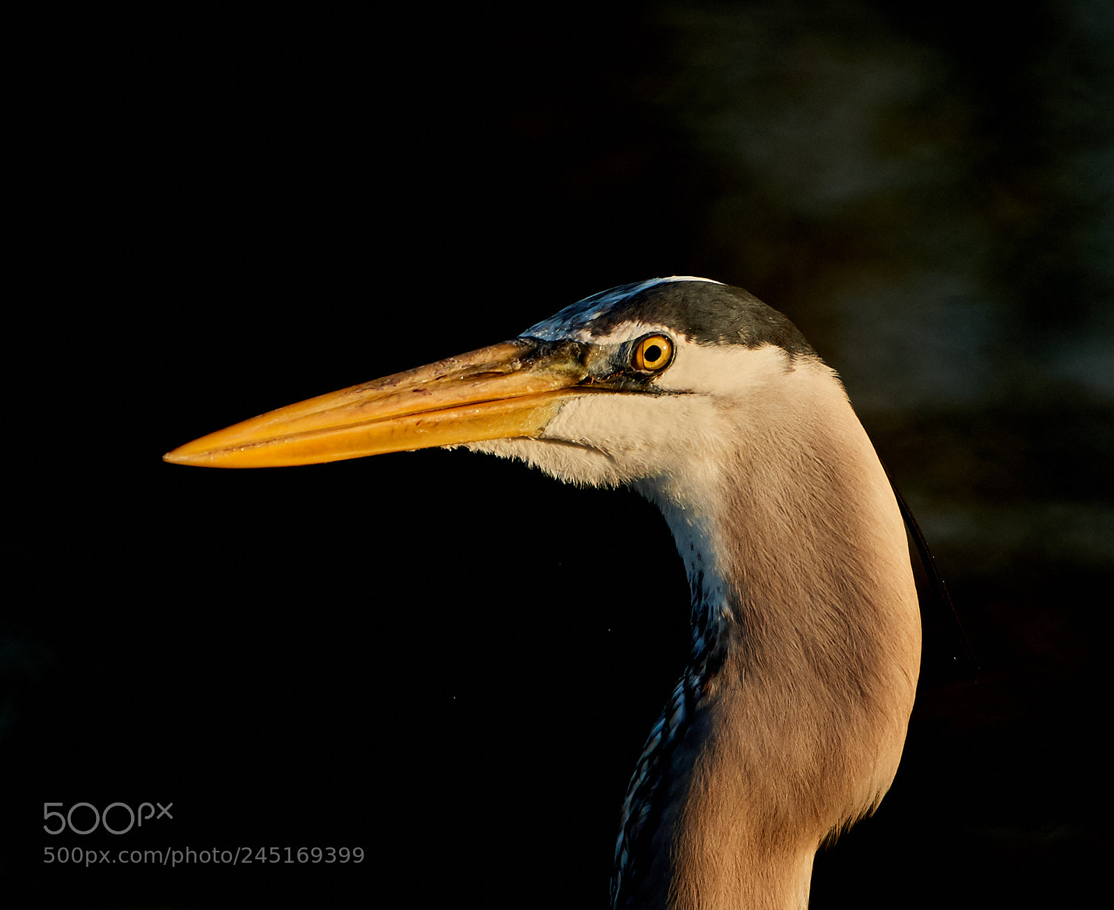 Canon EOS-1D X Mark II sample photo. 02-06-18-0002633.jpg photography