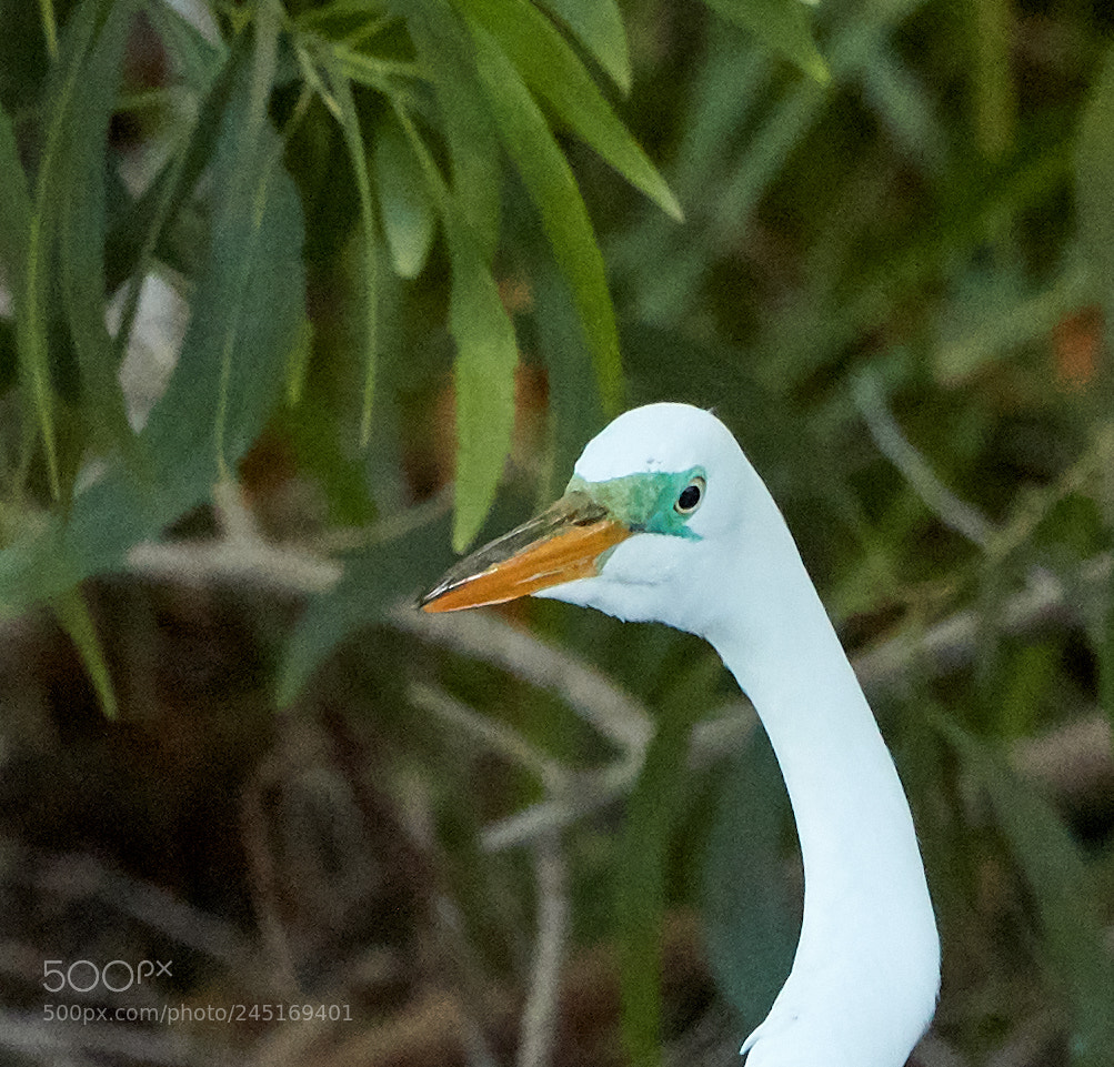 Canon EOS-1D X Mark II sample photo. 02-06-18-0002634 1.jpg photography