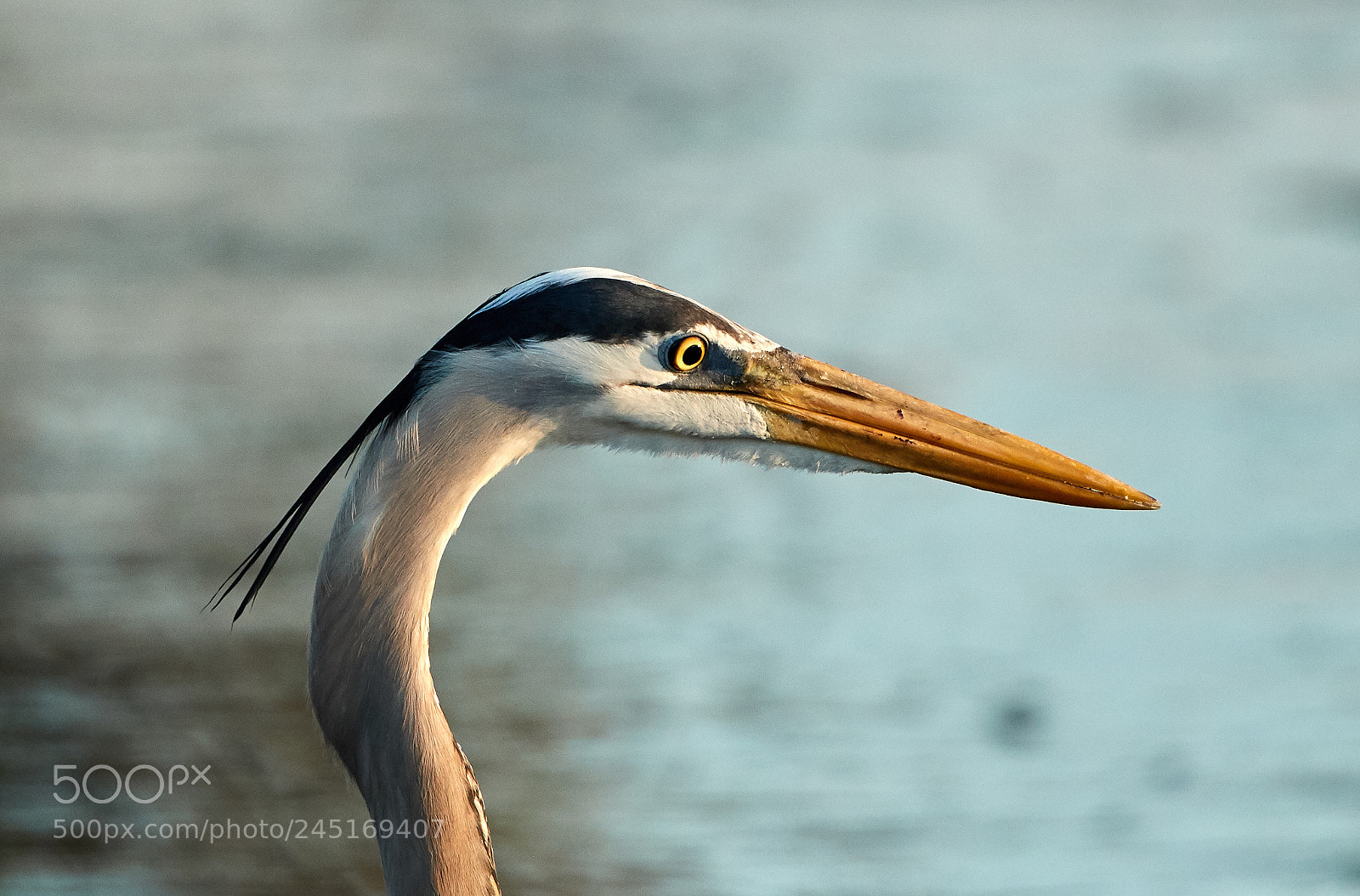 Canon EOS-1D X Mark II sample photo. 02-06-18-0002641.jpg photography