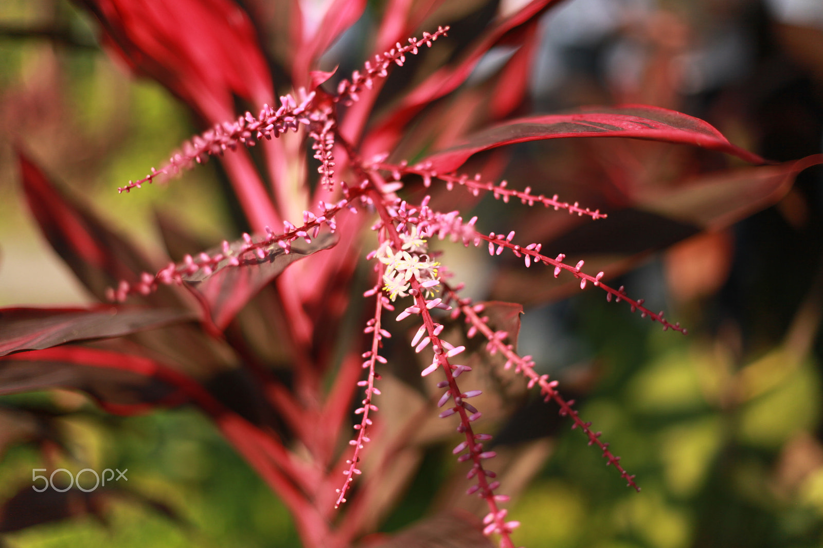Canon EF 50mm F1.8 II sample photo. Red cordyline photography