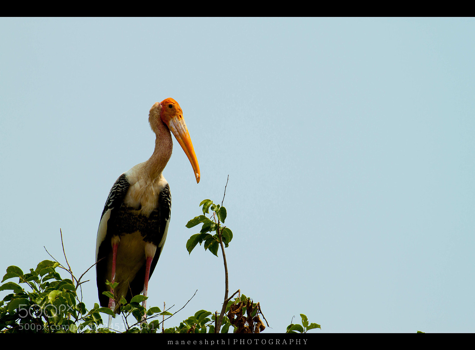 Canon EOS 500D (EOS Rebel T1i / EOS Kiss X3) sample photo. Pelican photography