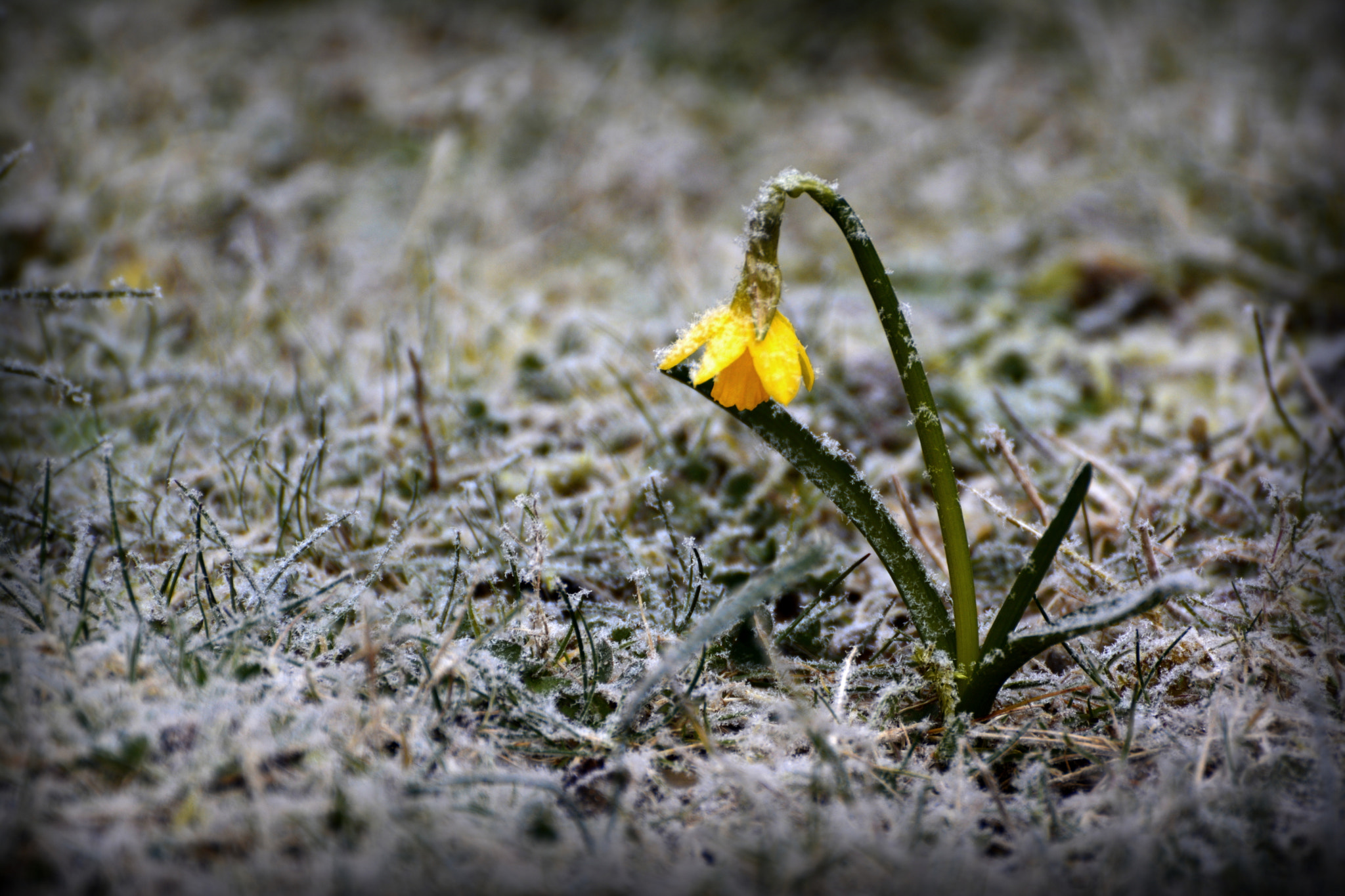 Nikon D7100 sample photo. Osterglocke im schnee photography