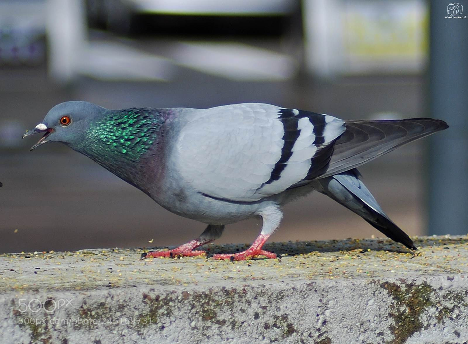 Nikon D60 sample photo. Untitled photography