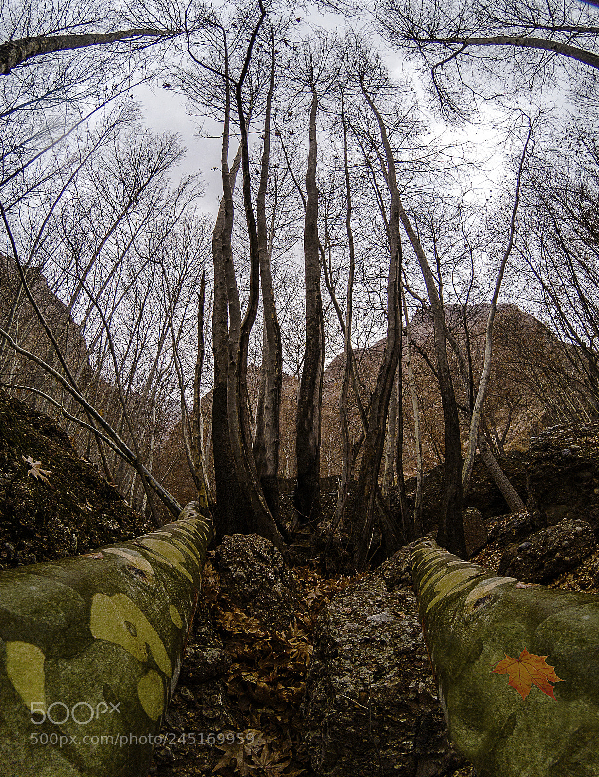 GoPro Hero5 Black sample photo. Ghalar jungle photography