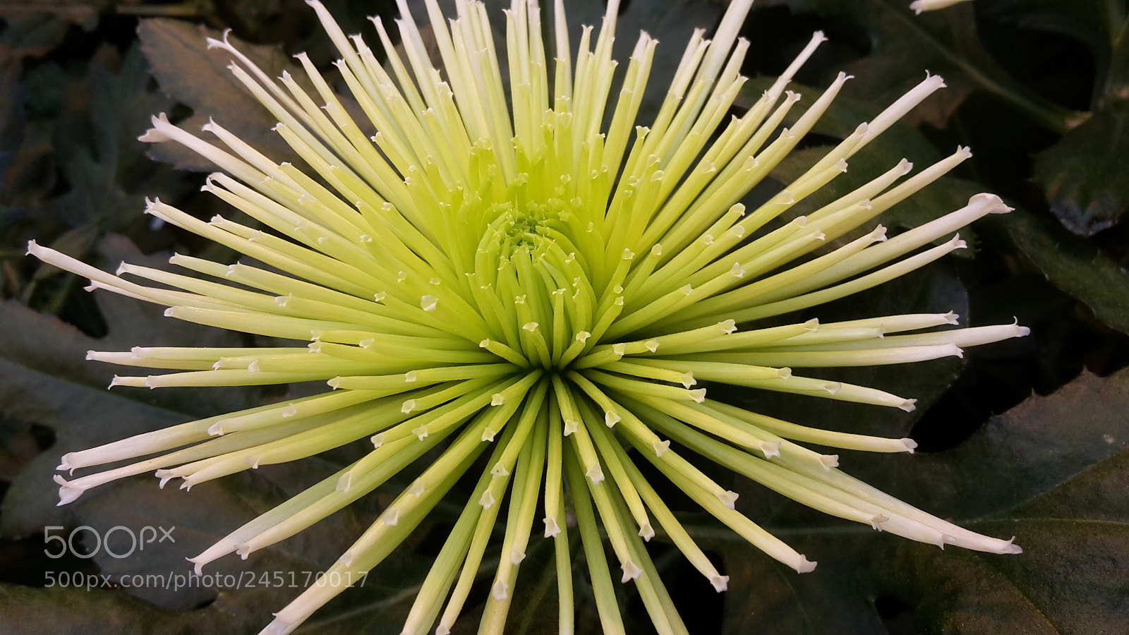 Samsung Galaxy S5 Mini sample photo. Green photography