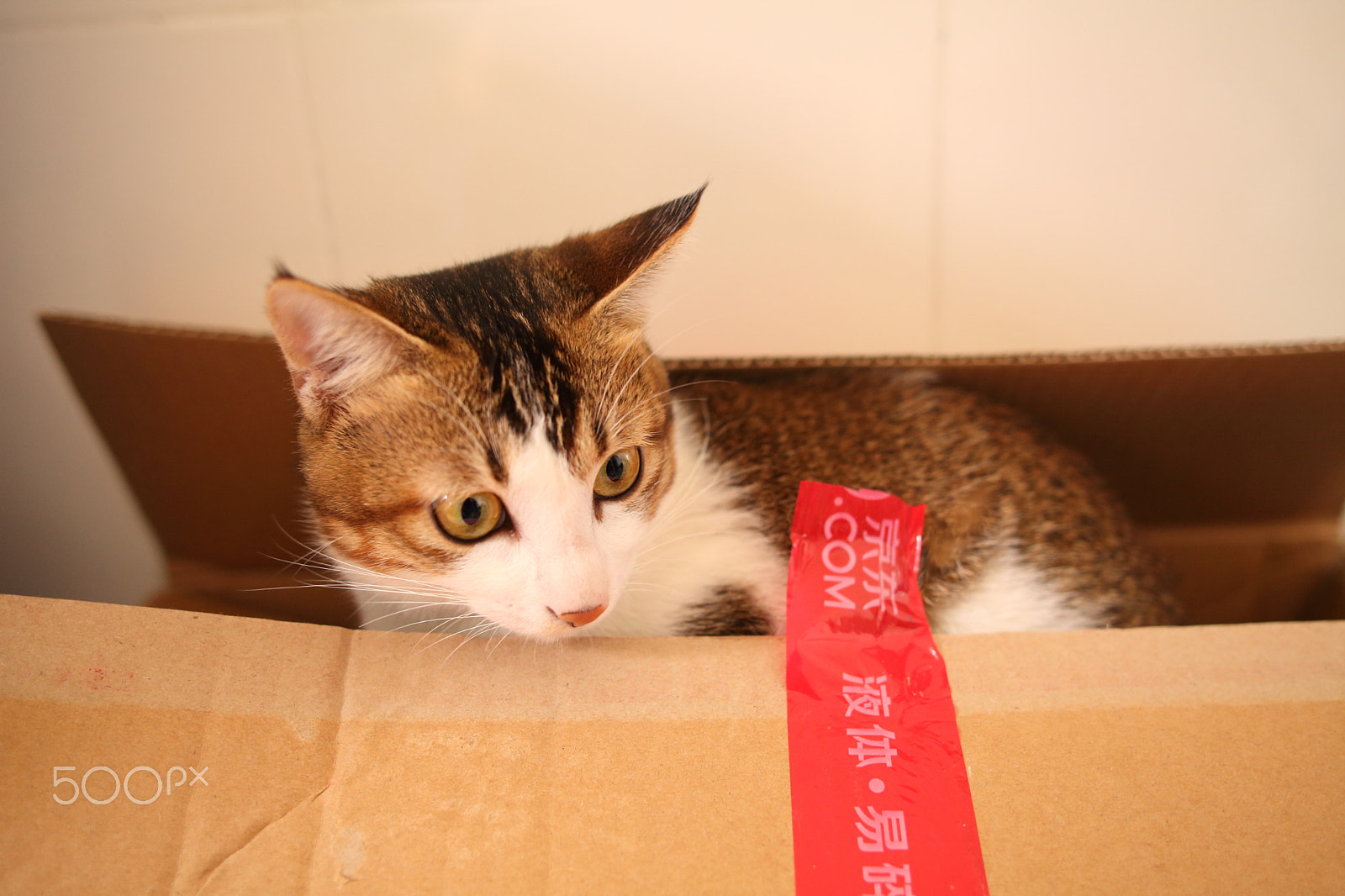Canon EOS 5D Mark II + Sigma 28mm f/1.8 DG Macro EX sample photo. The cat standing in the box photography