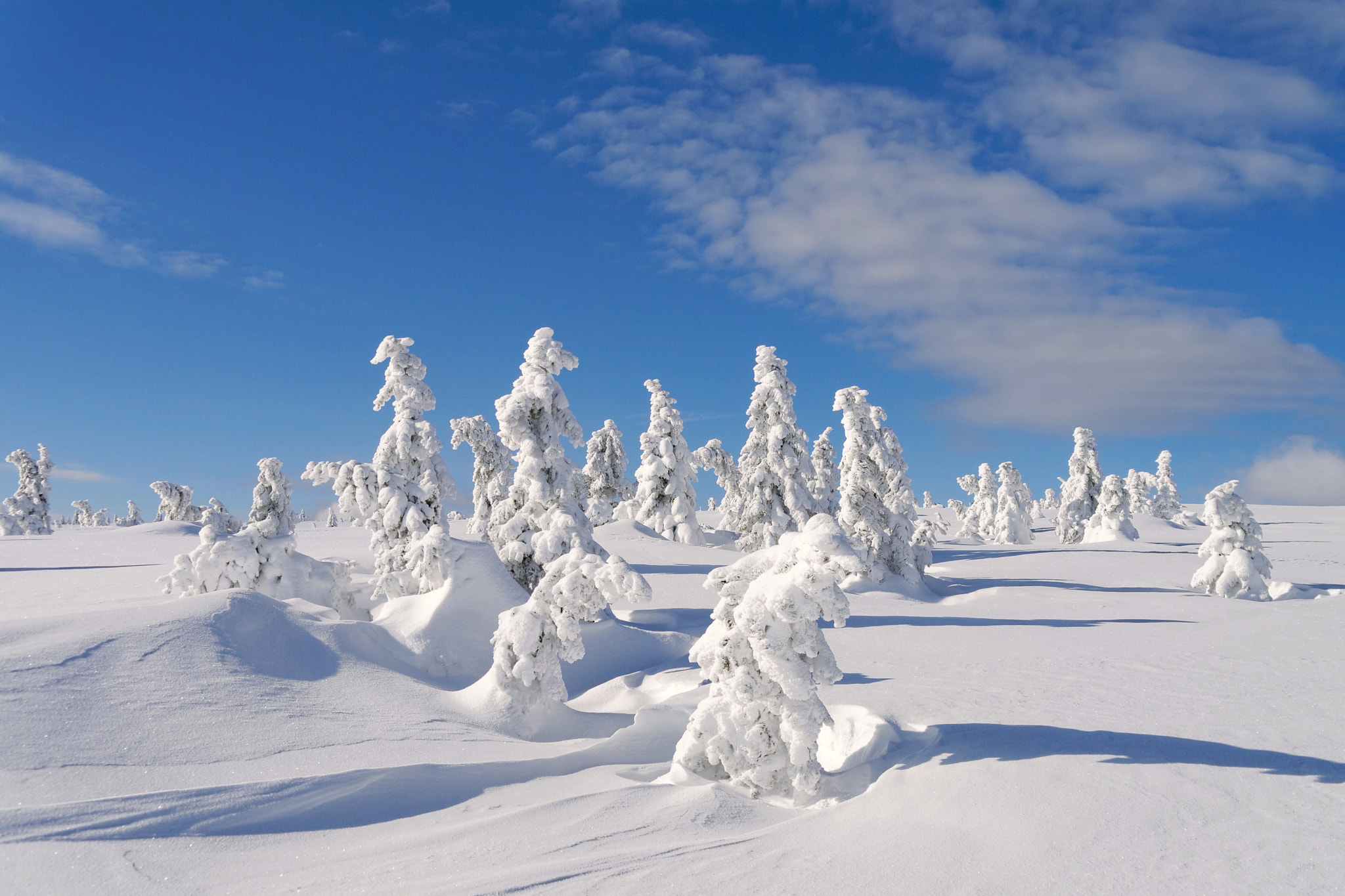 Panasonic Lumix DMC-GF5 sample photo. Winter spruces, karkonosze mountains photography