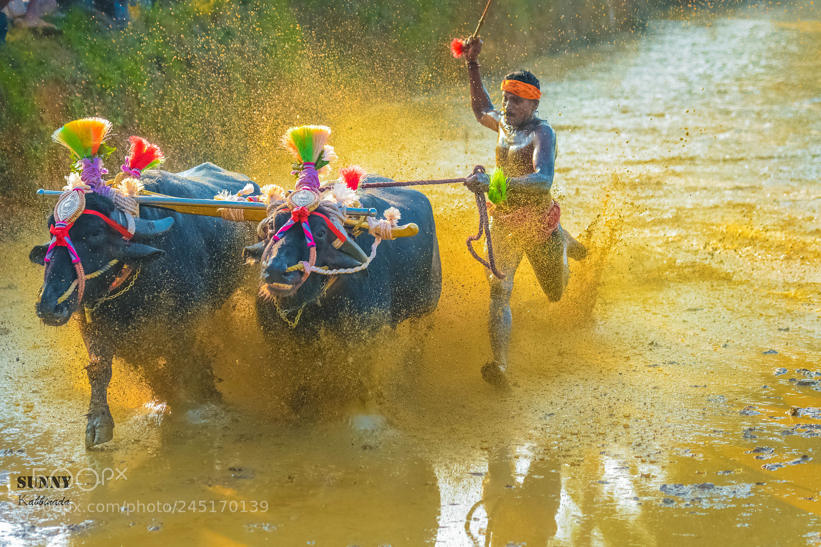 Nikon D7200 sample photo. Kambala photography