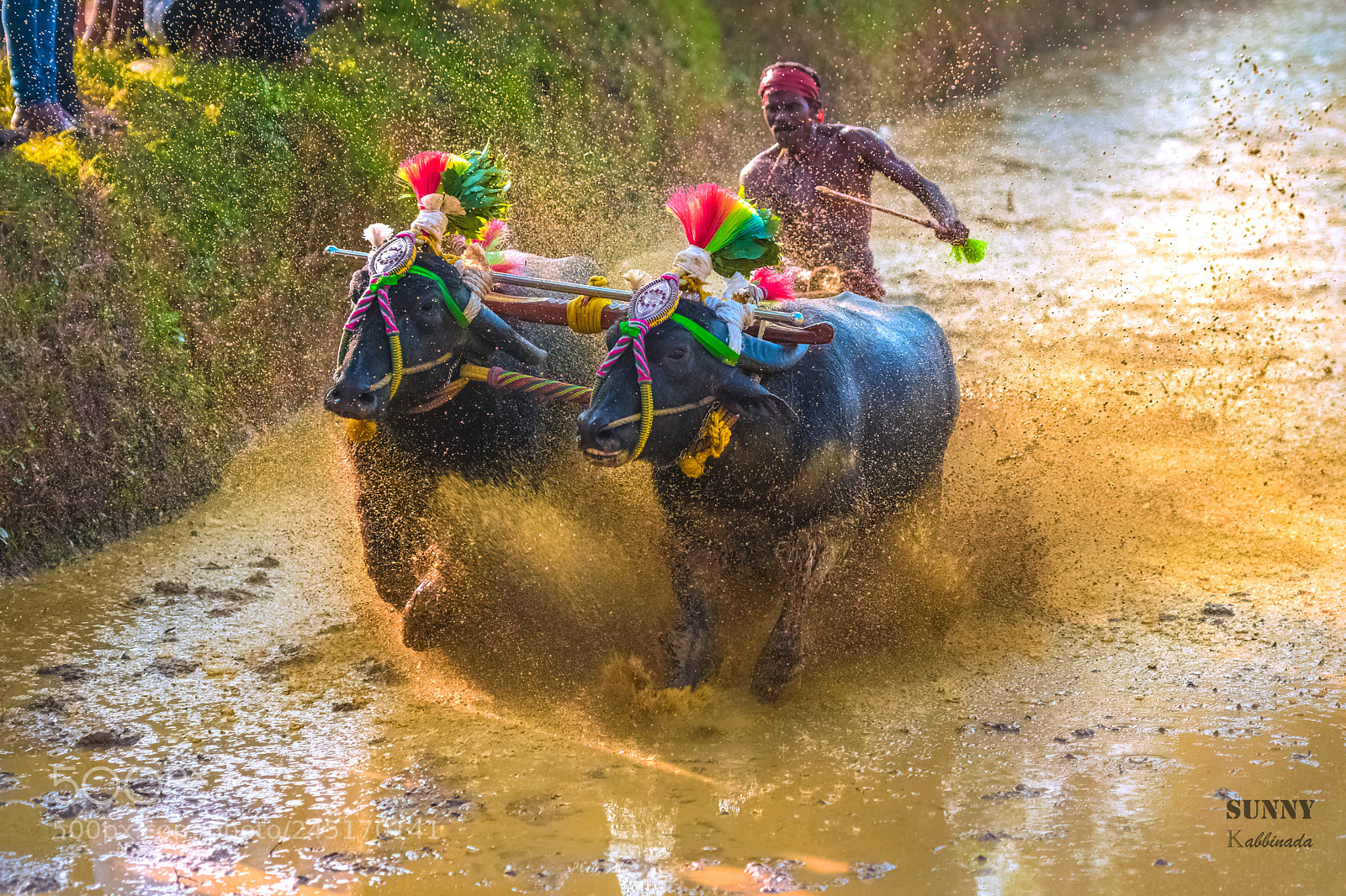 Nikon D7200 sample photo. Kambala photography