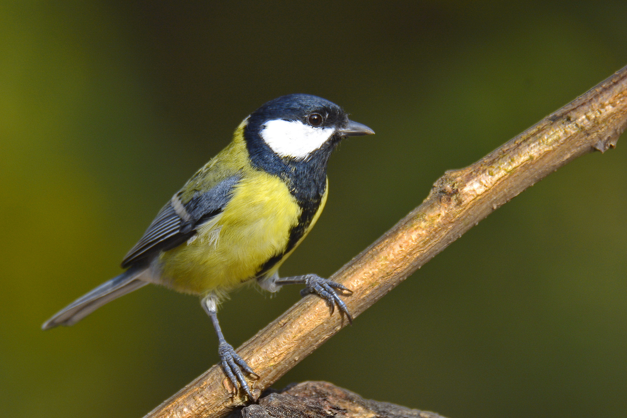 Nikon D7100 sample photo. Büyük baştankara (great tit) photography