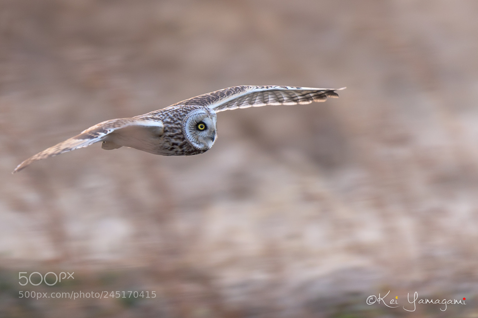Nikon D500 sample photo. Low-altitude flight photography