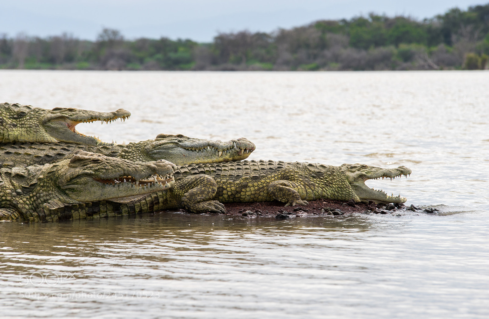 Sony a7 sample photo. Guardians of chamo lake photography