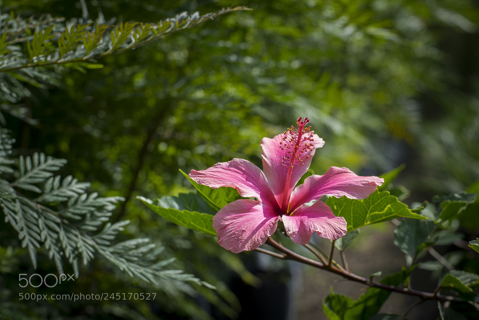 Sony a7 sample photo. From the garden of photography
