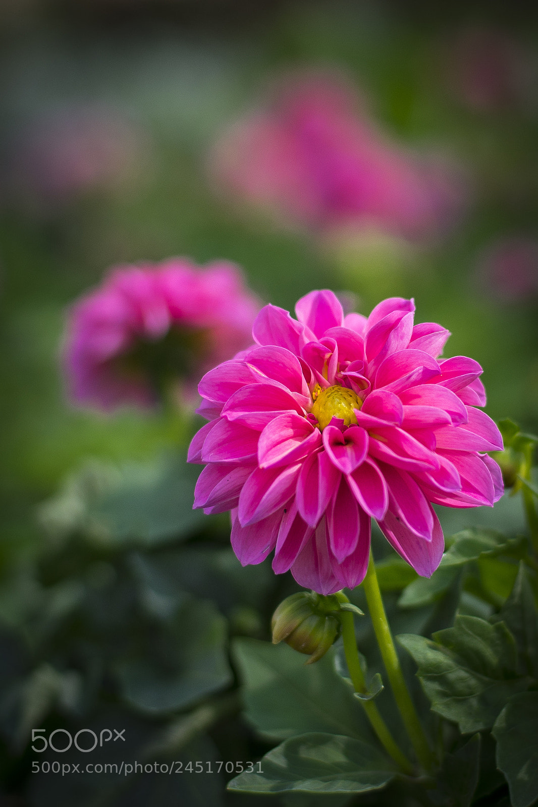 Sony a7 sample photo. From the garden of photography