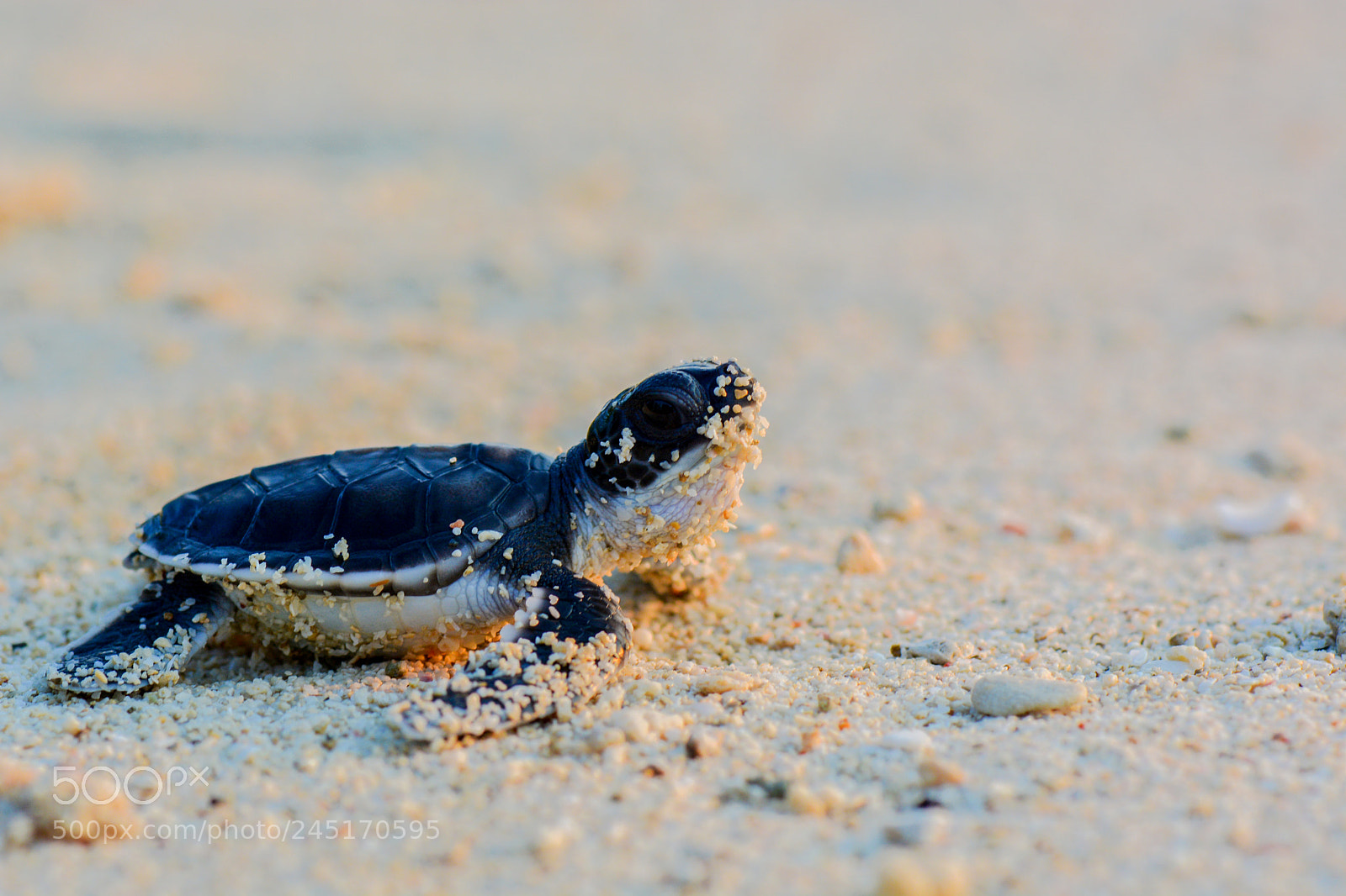 Nikon D7100 sample photo. Turtle on the beach photography