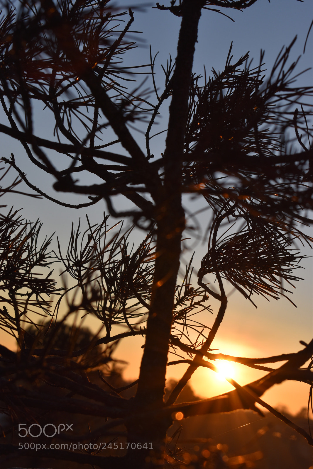 Nikon D5600 sample photo. Silhouettree photography